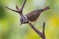 copasta_sinica_Crested_tit_Parus_cristatus_Paridae_08.jpg