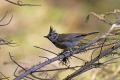 copasta_sinica_Crested_tit_Parus_cristatus_Paridae_10.jpg