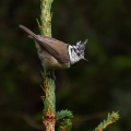 copasta_sinica_Crested_tit_Parus_cristatus_Paridae_11.jpg