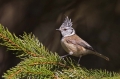 copasta_sinica_Crested_tit_Parus_cristatus_Paridae_12.jpg