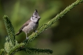 copasta_sinica_Crested_tit_Parus_cristatus_Paridae_15.jpg