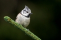 copasta_sinica_Crested_tit_Parus_cristatus_Paridae_16.jpg