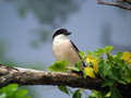 crnoceli_srakoper_Lesser_grey_shrike_Lanius_minor_srakoperji_Laniidae_06.jpg