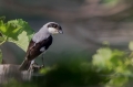 crnoceli_srakoper_Lesser_grey_shrike_Lanius_minor_srakoperji_Laniidae_09~0.jpg
