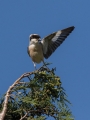 crnoceli_srakoper_Lesser_grey_shrike_Lanius_minor_srakoperji_Laniidae_13.jpg