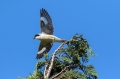 crnoceli_srakoper_Lesser_grey_shrike_Lanius_minor_srakoperji_Laniidae_14.jpg