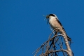 crnoceli_srakoper_Lesser_grey_shrike_Lanius_minor_srakoperji_Laniidae_17.jpg