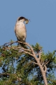 crnoceli_srakoper_Lesser_grey_shrike_Lanius_minor_srakoperji_Laniidae_18.jpg