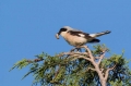 crnoceli_srakoper_Lesser_grey_shrike_Lanius_minor_srakoperji_Laniidae_21.jpg