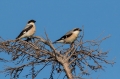 crnoceli_srakoper_Lesser_grey_shrike_Lanius_minor_srakoperji_Laniidae_22.jpg