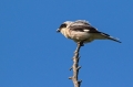 crnoceli_srakoper_Lesser_grey_shrike_Lanius_minor_srakoperji_Laniidae_24.jpg