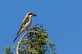 crnoceli_srakoper_Lesser_grey_shrike_Lanius_minor_srakoperji_Laniidae_25.jpg