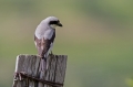 crnoceli_srakoper_Lesser_grey_shrike_Lanius_minor_srakoperji_Laniidae_26.jpg