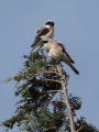 crnoceli_srakoper_Lesser_grey_shrike_Lanius_minor_srakoperji_Laniidae_27.jpg
