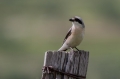 crnoceli_srakoper_Lesser_grey_shrike_Lanius_minor_srakoperji_Laniidae_28.jpg