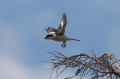 crnoceli_srakoper_Lesser_grey_shrike_Lanius_minor_srakoperji_Laniidae_29.jpg