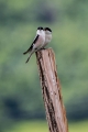 crnoceli_srakoper_Lesser_grey_shrike_Lanius_minor_srakoperji_Laniidae_30.jpg