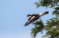 crnoceli_srakoper_Lesser_grey_shrike_Lanius_minor_srakoperji_Laniidae_32.jpg