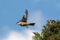 crnoceli_srakoper_Lesser_grey_shrike_Lanius_minor_srakoperji_Laniidae_40.jpg