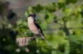 crnoceli_srakoper_Lesser_grey_shrike_Lanius_minor_srakoperji_Laniidae_44.jpg