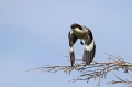 crnoceli_srakoper_Lesser_grey_shrike_Lanius_minor_srakoperji_Laniidae_47.jpg