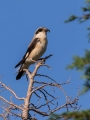 crnoceli_srakoper_Lesser_grey_shrike_Lanius_minor_srakoperji_Laniidae_50.jpg