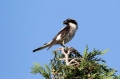 crnoceli_srakoper_Lesser_grey_shrike_Lanius_minor_srakoperji_Laniidae_55.jpg