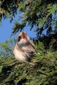 crnoceli_srakoper_Lesser_grey_shrike_Lanius_minor_srakoperji_Laniidae_56.jpg