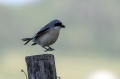 crnoceli_srakoper_Lesser_grey_shrike_Lanius_minor_srakoperji_Laniidae_59.jpg