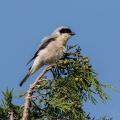crnoceli_srakoper_Lesser_grey_shrike_Lanius_minor_srakoperji_Laniidae_60.jpg