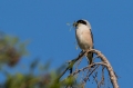 crnoceli_srakoper_Lesser_grey_shrike_Lanius_minor_srakoperji_Laniidae_65.jpg