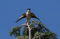 crnoceli_srakoper_Lesser_grey_shrike_Lanius_minor_srakoperji_Laniidae_76.jpg