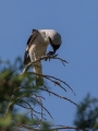 crnoceli_srakoper_Lesser_grey_shrike_Lanius_minor_srakoperji_Laniidae_77.jpg