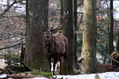 jelen_deer_05.jpg