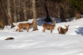 jelen_deer_12.jpg