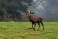 jelen_deer_15.jpg