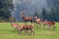 jelen_deer_16.jpg