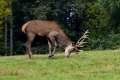 jelen_deer_17.jpg