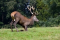 jelen_deer_18.jpg