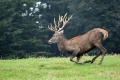 jelen_deer_25.jpg