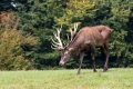 jelen_deer_26.jpg