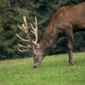 jelen_deer_30.jpg