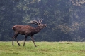 jelen_deer_32.jpg