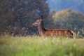 jelen_deer_34.jpg
