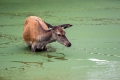 jelen_deer_35.jpg