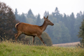 jelen_deer_41.jpg