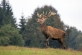 jelen_deer_42.jpg