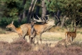 jelen_deer_53.jpg