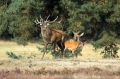 jelen_deer_54.jpg