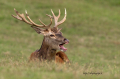 jelen_deer_58_.jpg